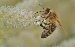 蜜蜂病毒传播人造并从欧洲散发出来