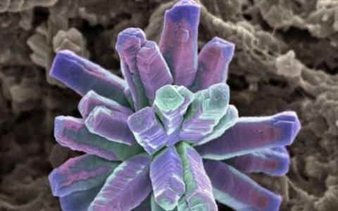 通过改变诱饵 生物学家将植物的细菌防御技术转化为攻击性病毒