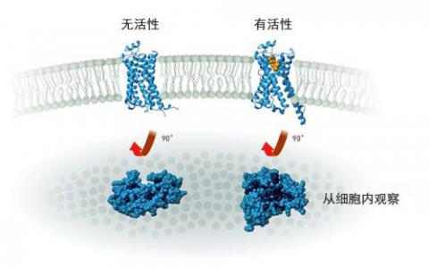 功能生物罗盘与光受体蛋白相连