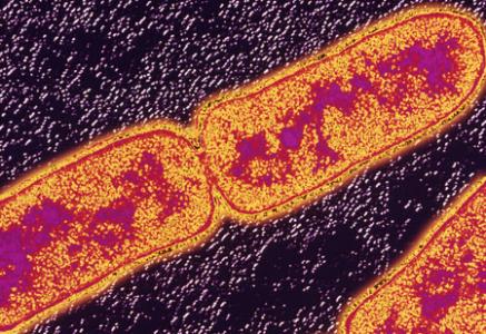 结核病 发现杆菌向致病性演变的关键阶段