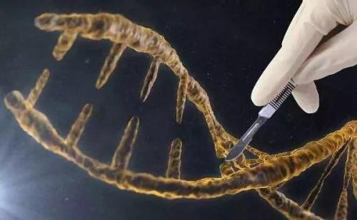 科学家们对基因调控的运作有了新的认识