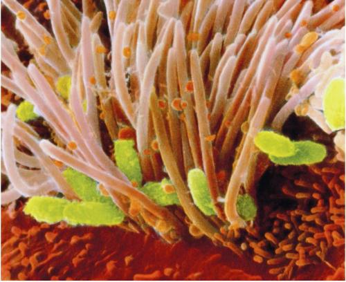 耳感觉细胞静纤毛是从肠道微绒毛进化而来的吗