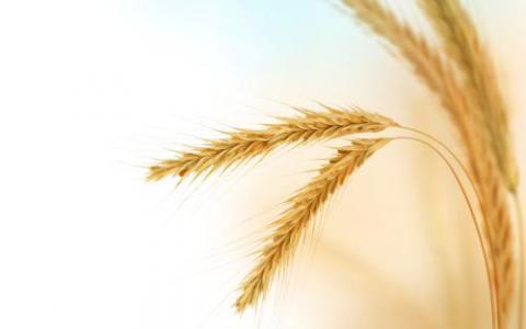 有可能增加小麦产量的酶