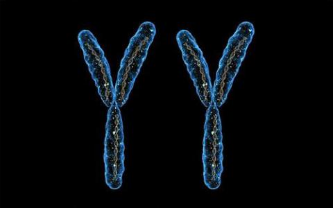 没有任何Y染色体基因的雄性小鼠可以在辅助生殖后产生后代