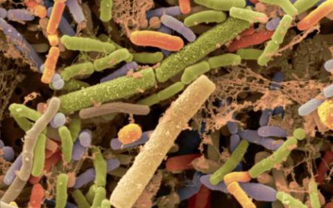 细菌 人类和数字 新估计将我们的微生物组数量向下修改