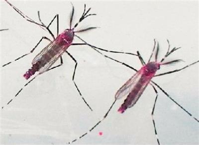 转基因蚊子在巴西与寨卡病毒作斗争