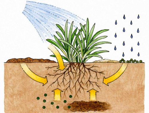 研究人员发现了控制植物根系发育的新机制