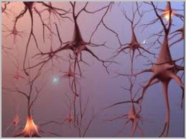 团队推出了一种控制干细胞神经元生成的机制