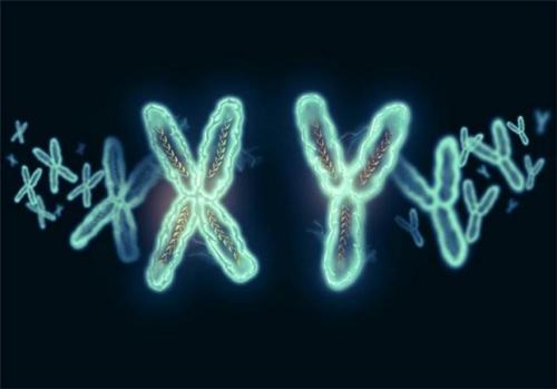 为什么X染色体如此奇怪 交通比喻帮助我们揭开神秘面纱