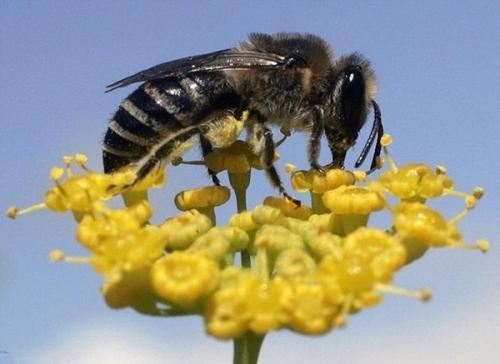 蜜蜂基因之间的冲突支持了利他主义理论