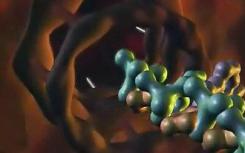 生物学家发现了蛋白质生物合成机制的一个新方面