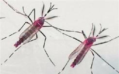 转基因蚊子在巴西与寨卡病毒作斗争