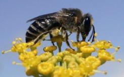 蜜蜂基因之间的冲突支持了利他主义理论