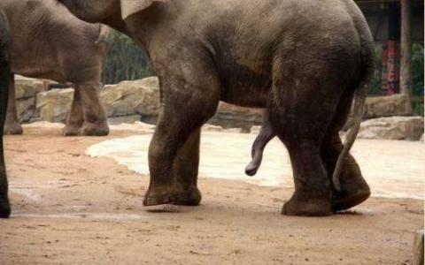 大象母亲和祖母的生殖和生存利益