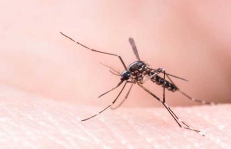 将雌性蚊子放在人类减肥药上可以减少疾病的传播