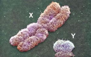 遗传学发现揭示了Y染色体基因功能的新亮点