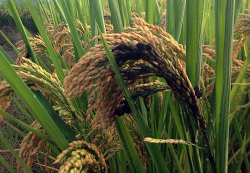 研究可能会导致对毁灭性水稻病的新控制