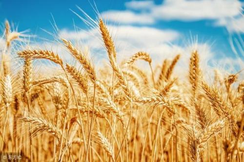真菌可能有助于干旱胁迫的小麦