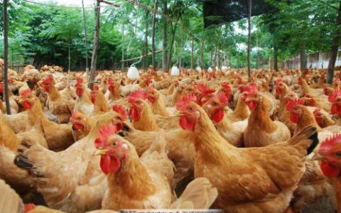 监测鸡群的行为可以帮助对抗食物中毒的主要原因