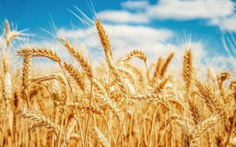 真菌可能有助于干旱胁迫的小麦