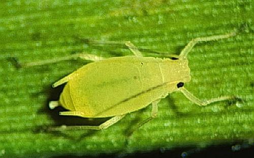 蚜虫通过重建植物氨基酸来平衡他们的饮食