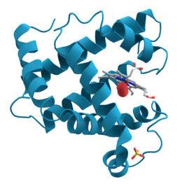 mRNA组分的倾斜表达与蛋白质产生的微调相关