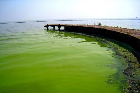蓝藻中的代谢途径可以从光合作用中产生更好的生物燃料和生物产物