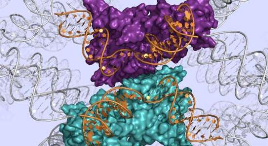 DNA修复酶映射在原子细节