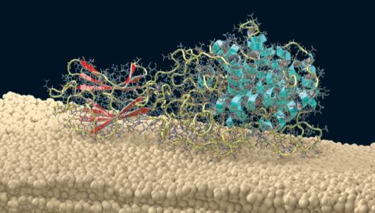 新的观察结果揭示了单个纤维素酶的运作方式