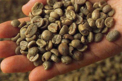 咖啡豆蛀虫如何在咖啡因中存活