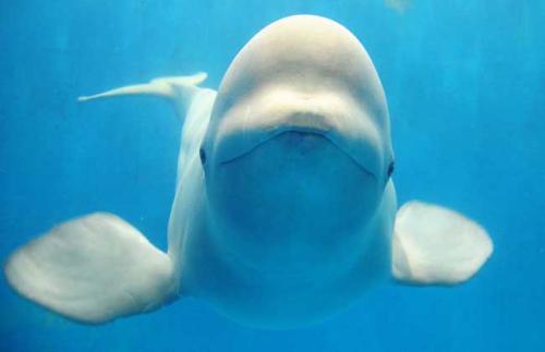 新研究揭示了基于情绪的白鲸泡沫
