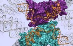 DNA修复酶映射在原子细节
