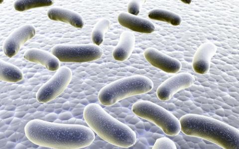 细菌的双重生命  靠铁和纯电力生活