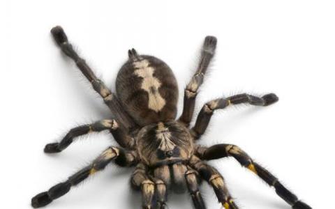 蜘蛛研究发现 女性性食人儿不生气只是挑剔