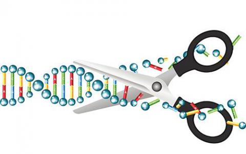 基因编辑正在进行中 但清除方式是否安全