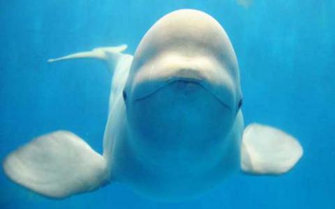 新研究揭示了基于情绪的白鲸泡沫
