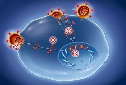 新的分子结构揭示了蓝舌病毒如何进入宿主细胞