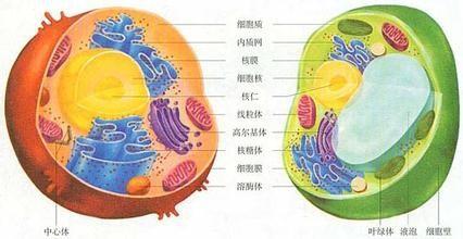 研究人员发现细胞器膜的巨大毛孔