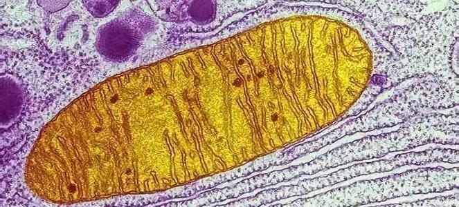 一种多工具折刀处理核糖体RNA