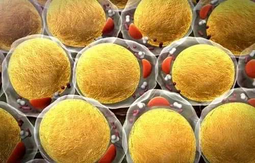 基因编辑的细胞不得用于怀孕科学家