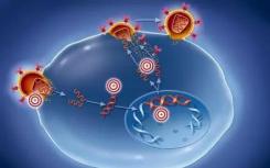 新的分子结构揭示了蓝舌病毒如何进入宿主细胞