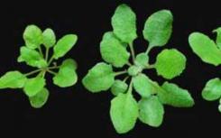 研究人员在实验室培养大部分细菌 这些细菌在自然界中定植拟南芥植物