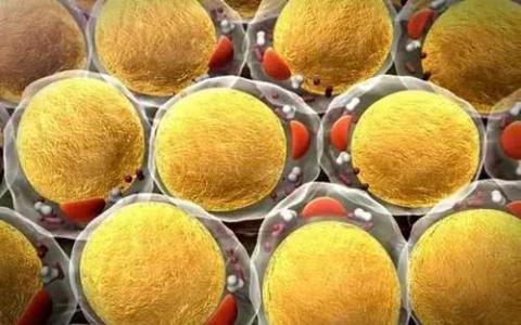 基因编辑的细胞不得用于怀孕科学家