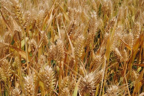 研究提高对昂贵的小麦真菌病的抵抗力
