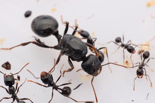 热带蚂蚁与其植物寄主之间共生的进化史
