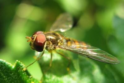 转基因果蝇用于防治水果害虫
