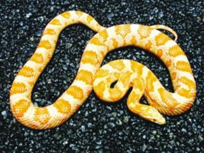 玉米蛇基因组首次测序