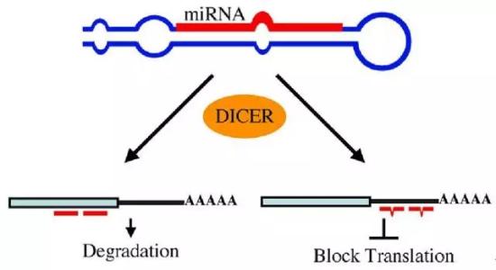 新形式的mRNA调节特征