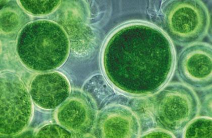 测序藻类的基因组可能有助于生物燃料的生产