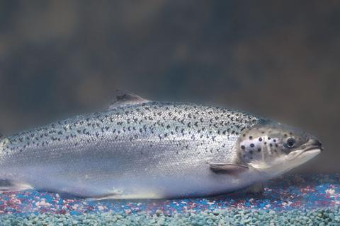 美国食品和药物管理局确定转基因鲑鱼